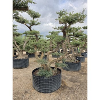 Olea plato Zaragoza tronco viejo CTM L